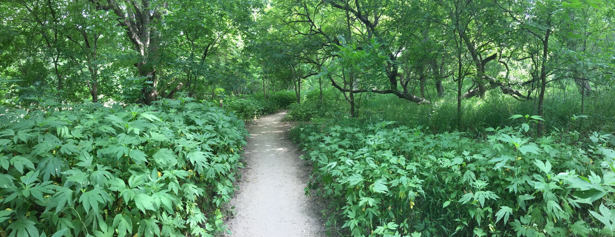 My Green Space: Barton Creek Greenbelt