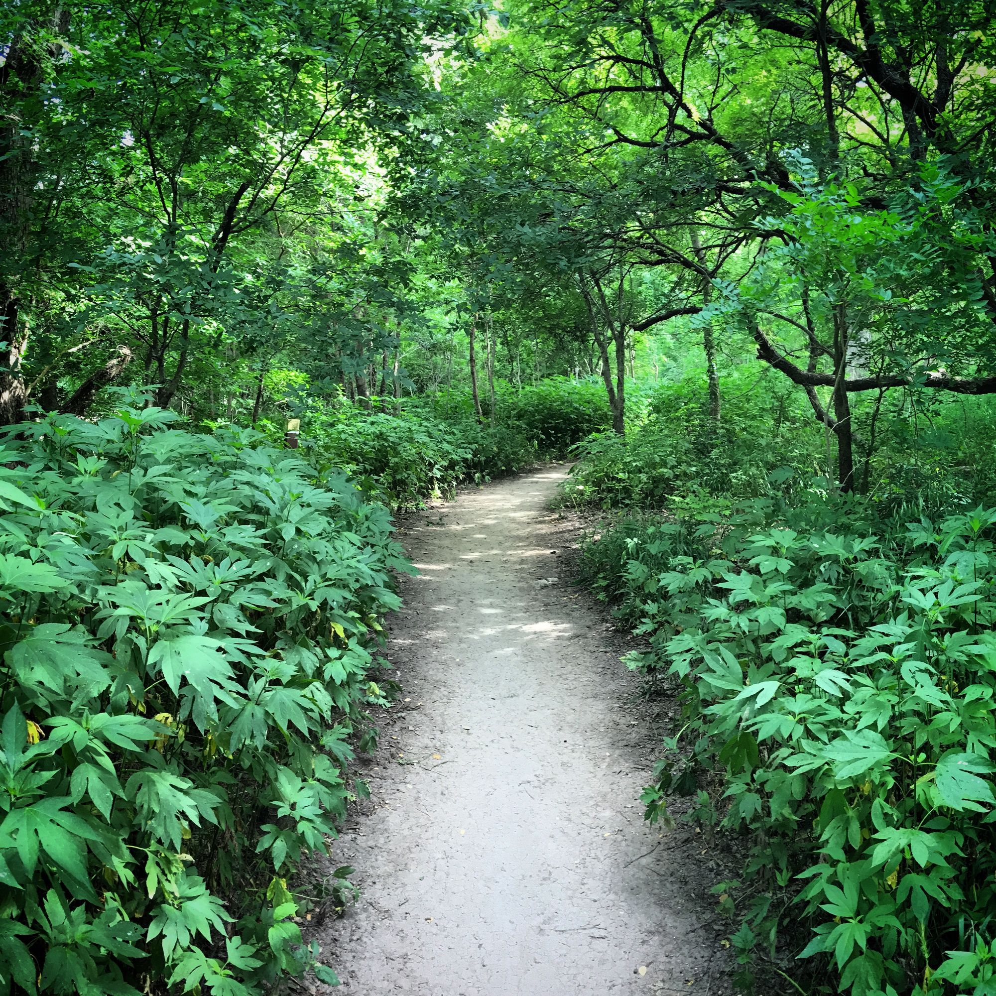 My Green Space: Barton Creek Greenbelt